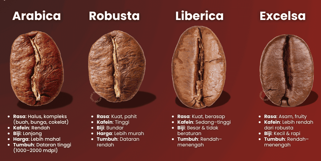 Navigasi Rasa: Panduan Lengkap Mengenal Karakteristik Arabica, Robusta, Liberica, dan Excelsa